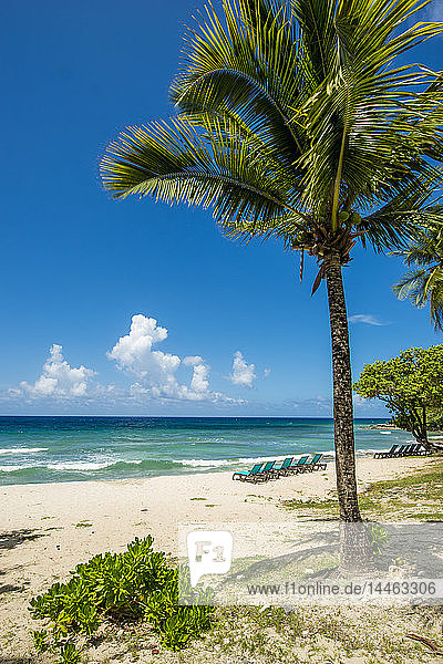 Palme im Carambola Beach Resort in Saint Croix  US-Jungferninseln