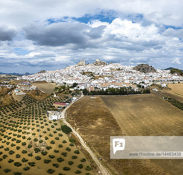 Olivenhaine bei der weißen Stadt Olvera in Spanien