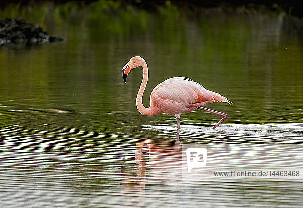 Großer Flamingo (Phoenicopterus roseus)  Lagune am Strand von Bachas  Insel Santa Cruz (Indefatigable)  Galapagos  UNESCO-Welterbe  Ecuador