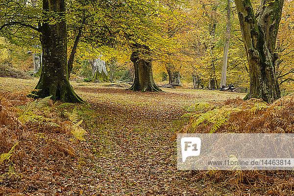 Buchen und Farnkraut in Herbstfärbung  New Forest National Park  Hampshire  England  Vereinigtes Königreich