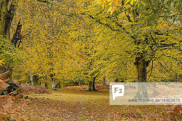 Buchen und Farnkraut in Herbstfärbung  New Forest National Park  Hampshire  England  Vereinigtes Königreich