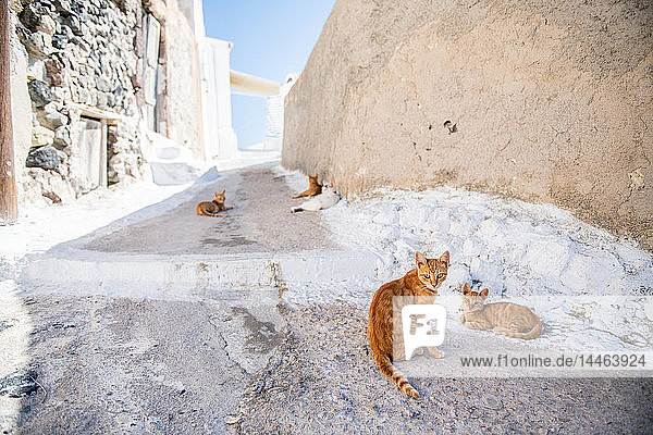 Cats inthe street  Santorini  Cyclades  Aegean Islands  Greek Islands  Greece  Europe