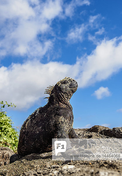 Meeresleguan (Amblyrhynchus cristatus)  Floreana (Charles) Island  Galapagos  UNESCO-Welterbe  Ecuador