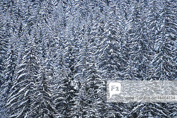 Verschneite Wald-Winterlandschaft  Avoriaz  Port du Soleil  Auvergne Rhone Alpes  Französische Alpen  Frankreich