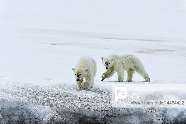 Zwei Eisbären auf dem Gletscher im Bjornsundet  Spitzbergen  Norwegen