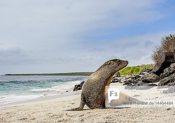 Galapagos-Seelöwe (Zalophus wollebaeki) am Strand von Punta Suarez  Insel Espanola (Hood)  Galapagos  UNESCO-Welterbe  Ecuador