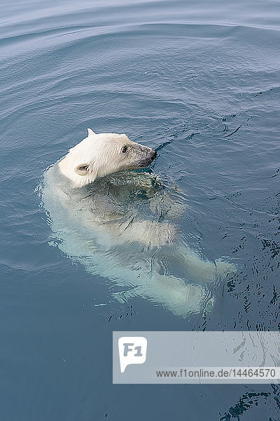 Neugieriger Eisbär (Ursus maritimus)  der um ein Expeditionsschiff herumschwimmt und nach oben schaut  Svalbard Archipelago  Arktis  Norwegen