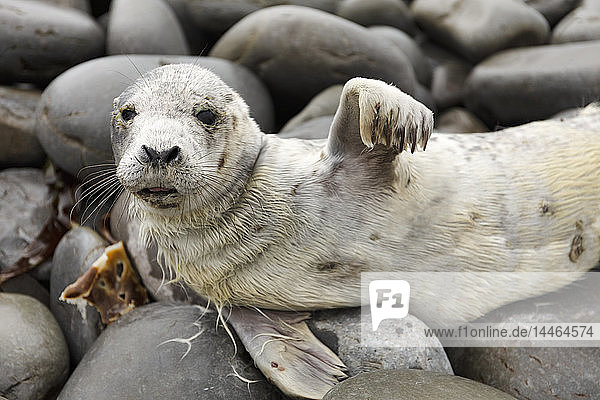 Grey Seal  County Clare  Munster  Republic of Ireland  Europe