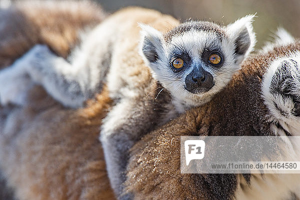 Baby Ring-tailed Lemur (Lemur catta)  Anja Community Reserve  Haute Matsiatra Region  Madagascar