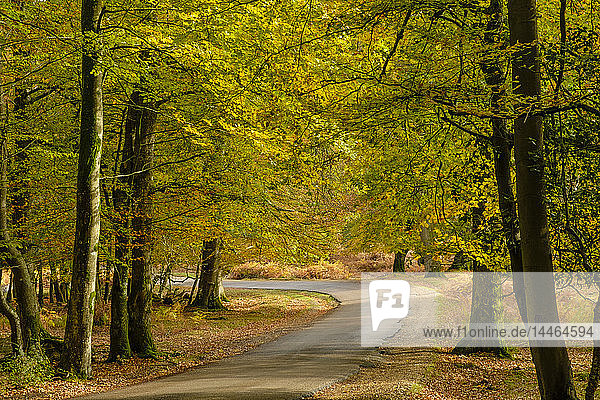Buchen und Farnkraut in Herbstfarben entlang des Ornamental Drive,  New Forest National Park,  Hampshire,  England,  Vereinigtes Königreich