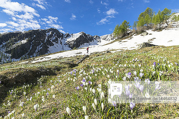 Verschneite Gipfel und blühende Krokusse im Frühling  Casera di Olano  Valgerola  Valtellina  Provinz Sondrio  Lombardei  Italien