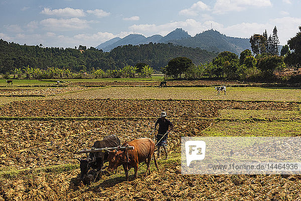 Rice paddy field worker farming near Andasibe  Madagascar