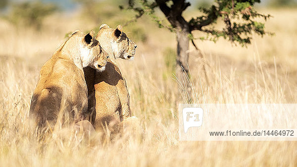 Zwei Löwinnen  die ihr Revier beobachten  Masai Mara  Kenia  Ostafrika