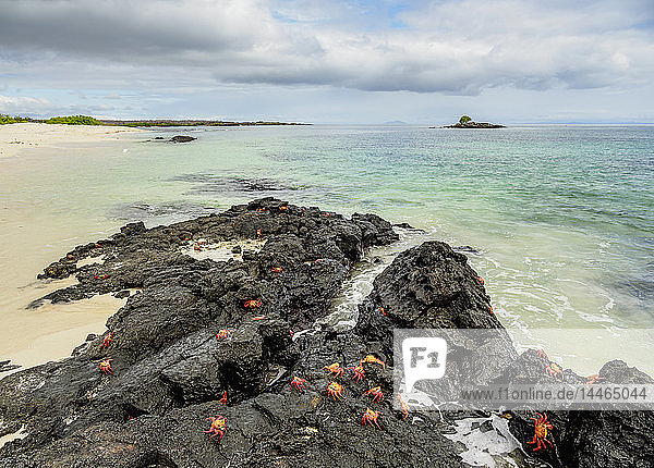 Sally-Lightfoot-Krabben (Grapsus grapsus)  Bachas Beach  Santa-Cruz-Insel (Indefatigable)  Galapagos  UNESCO-Welterbe  Ecuador