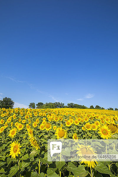 Sonnenblumenfeld im Burgenland  Österreich