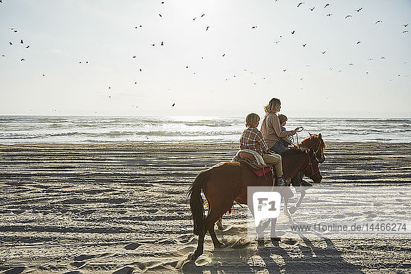 Chile  Vina del Mar  Mutter mit zwei Söhnen beim Reiten am Strand