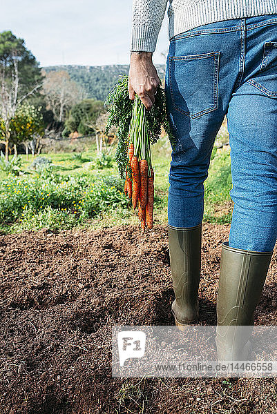 Landwirt  der einen Karottenstrauss auf dem Feld hält