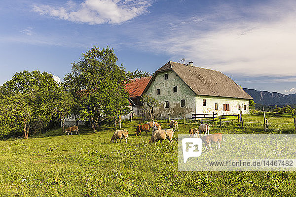 Austria  Carinthia  old farm house and cows on pastue