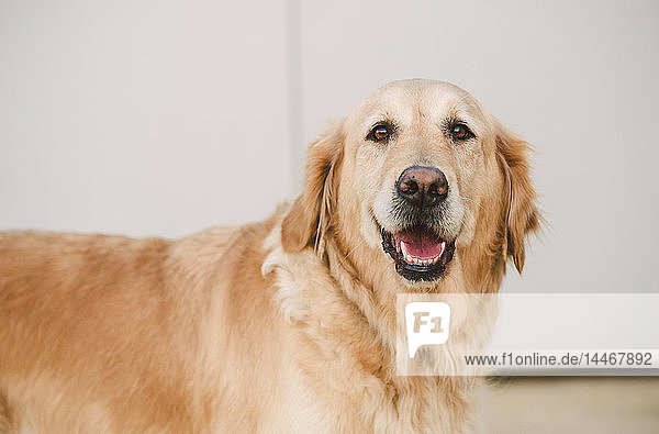 Golden Retriever-Hundeportrait