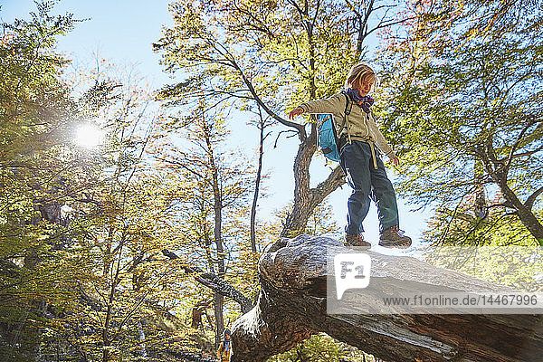 Argentina  Patagonia  El Chalten  boy balancing on a tree trunk in forest