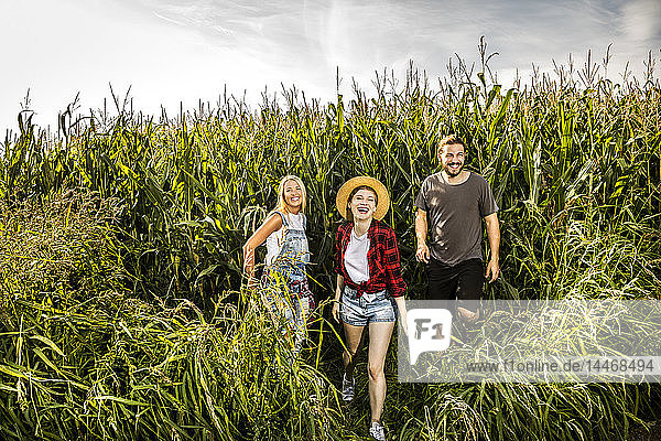 Glückliche Freunde in einem Maisfeld