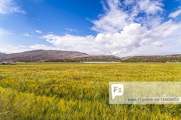 Spain  Andalucia  Zaffaraya valley  field of Wheat