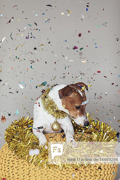 Hund mit goldener Girlande und Weihnachtskugel