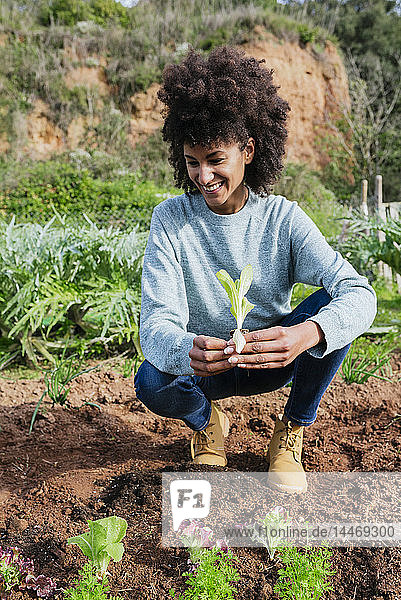 Frau pflanzt Salatsetzlinge im Gemüsegarten