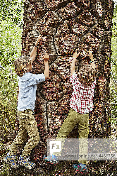 Chile Puren Nahuelbuta-Nationalpark zwei Jungen klettern an einem alten Araukarienbaum