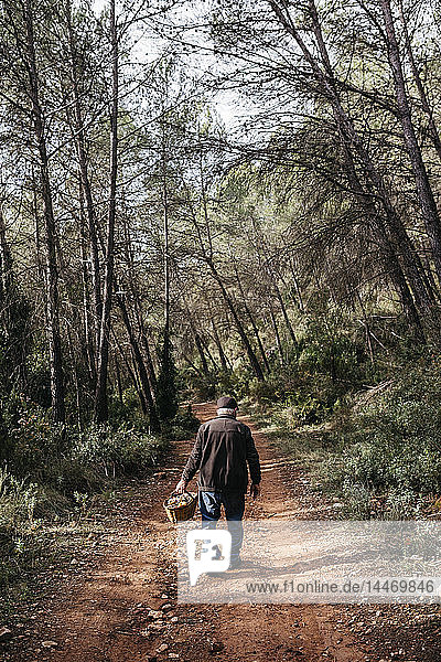 Älterer Mann sucht im Wald nach Pilzen