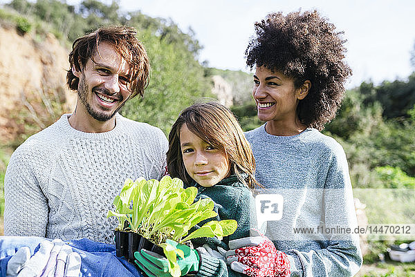 Happy family holding lettuce seedlings in a vegetable garden