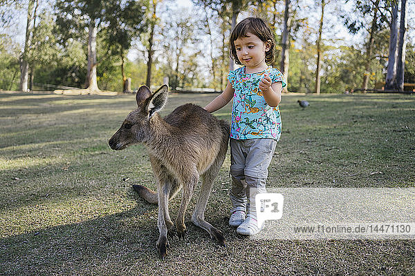 Australien  Brisbane  Porträt eines kleinen Mädchens  das ein zahmes Känguru streichelt