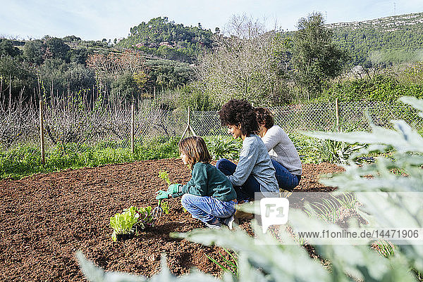 Familie pflanzt Salatsetzlinge im Gemüsegarten