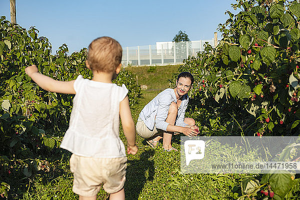 Mother and little daughter picking raspberries in summer
