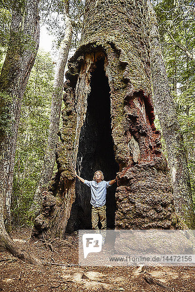 Chile Puren Nahuelbuta-Nationalpark Junge steht in einem alten Araukarienbaum
