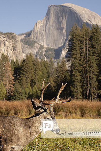 USA Kalifornien Yosemite-Nationalpark Hirsche auf einem Feld mit El Capitan im Hintergrund