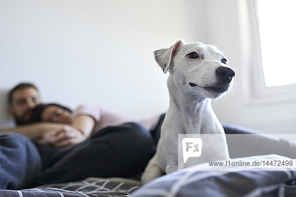 Porträt eines weißen Hundes  der zu Hause auf dem Bett liegt