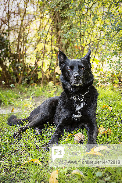 Porträt eines auf der Wiese liegenden schwarzen Hundes