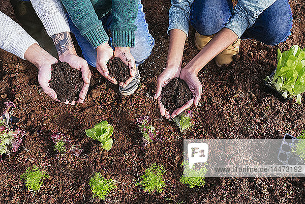 Family planting lettuce seedlings in vegetable garden  showing hands  full of soil
