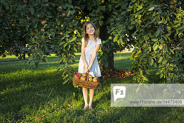 Porträt eines lächelnden kleinen Mädchens mit einem Korb mit gepflückten Äpfeln  das barfuss auf einer Wiese steht