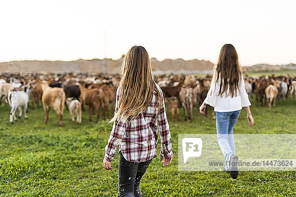 Rückenansicht von Mädchen  die eine Ziegenherde auf der Weide hüten