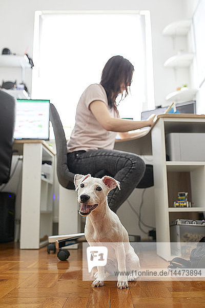 Porträt eines weißen Hundes  der im Büro wartet  während sein Besitzer am Schreibtisch arbeitet