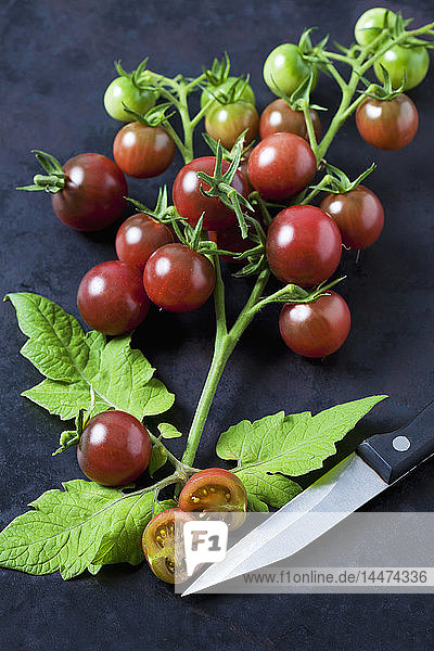 Rispentomaten 'Black Cherry'  Blätter und Küchenmesser auf dunklem Grund