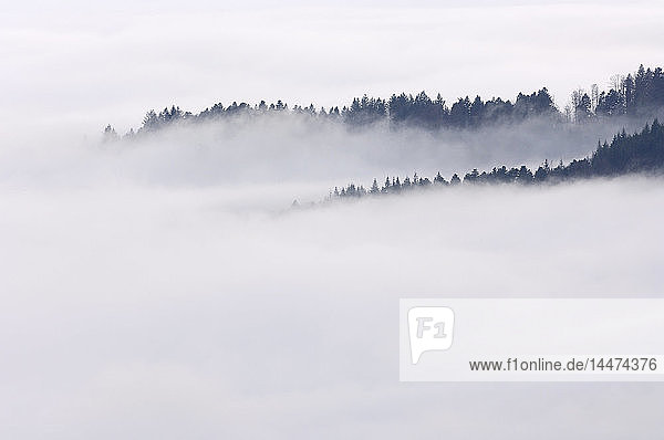 Deutschland  Baden-Württemberg  Waldbäume  die aus dem Nebel im Tal ragen  Schwarzwald