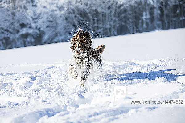 Englischer Springer Spaniel läuft auf schneebedeckter Wiese