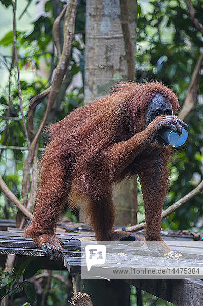 Indonesia Sumatra Bukit Lawang Orang Utan Rehabilitation station feeding time for the Sumatran orangutan