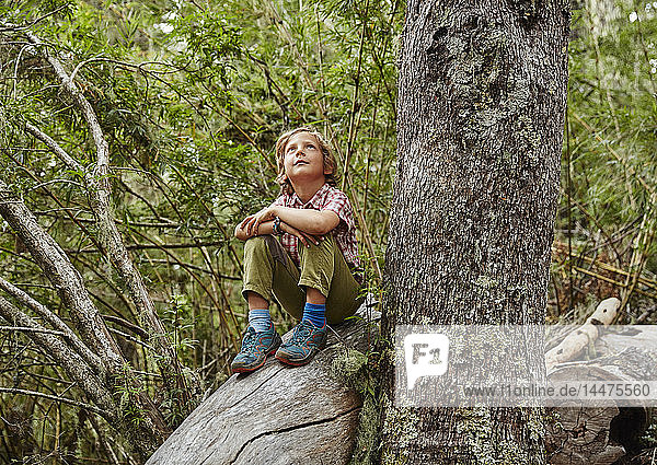 Chile  Puren  Nahuelbuta National Park  boy sitting on a tree in forest looking up