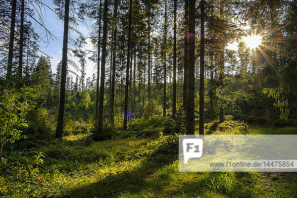 Deutschland  Bayern  Niederbayern  Frauenau  Bayerischer Wald gegen die Sonne