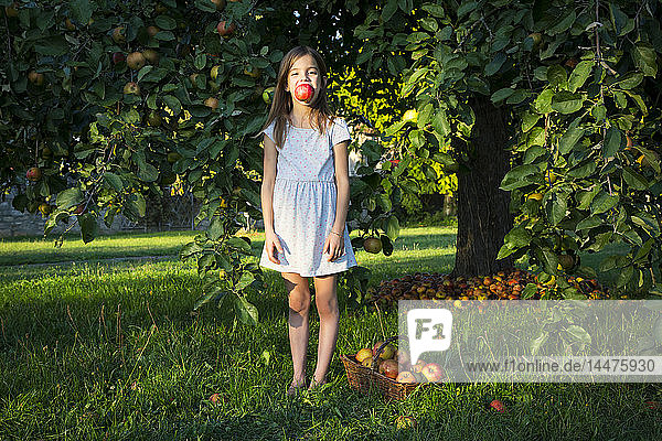 Bildnis eines kleinen Mädchens  das barfuss auf einer Wiese steht und einen gepflückten Apfel im Mund hat