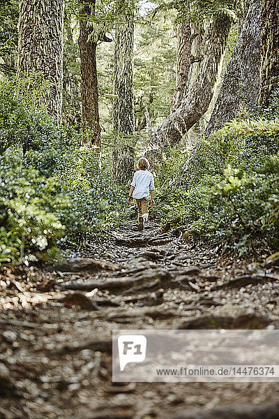 Chile  Puren  Nahuelbuta National Park  boy walking on path through forest